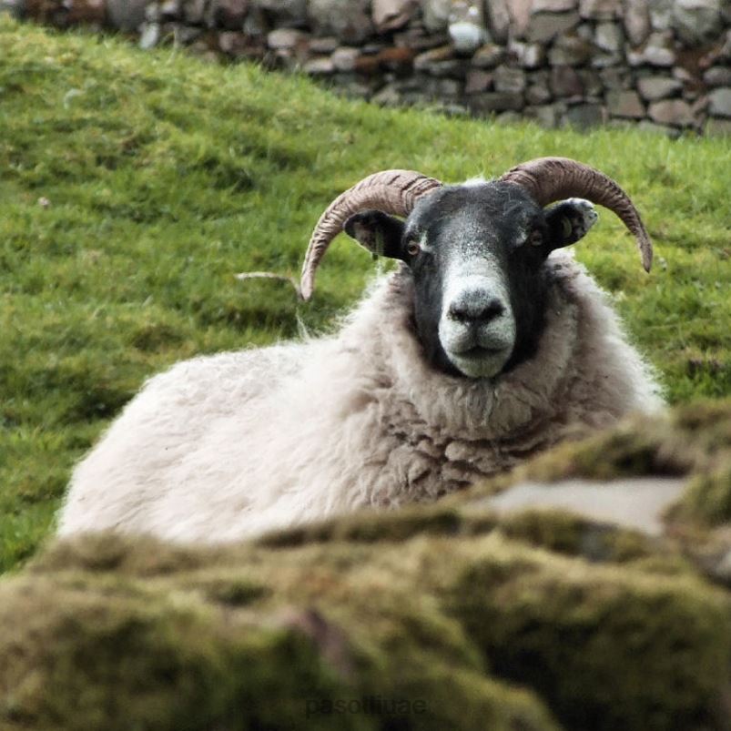 مظلة | 142 ميلفورد - 6 سم - مظلة قرن الضأن PASOTTI Z446V127